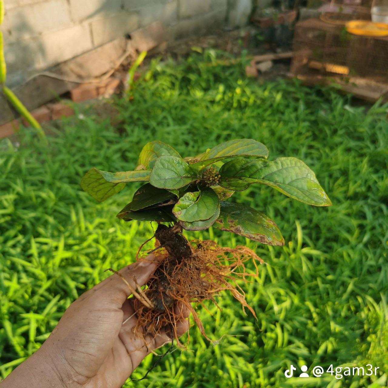មើមថ្នាំចិន